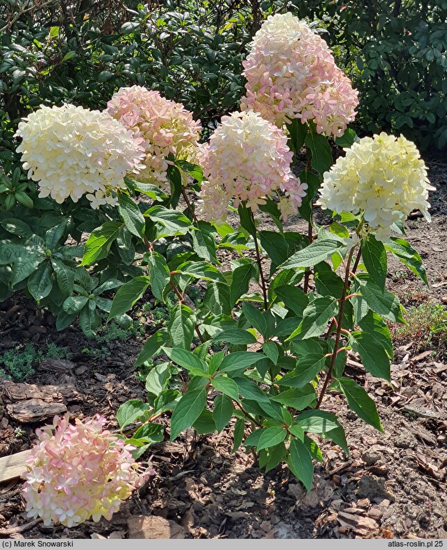 Hydrangea paniculata Skyfall