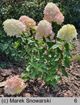 Hydrangea paniculata Skyfall