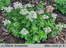 Hydrangea paniculata Panflora