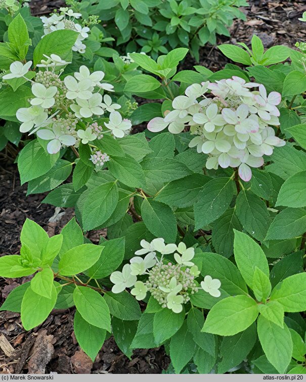 Hydrangea paniculata Panflora