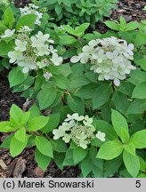 Hydrangea paniculata Panflora