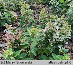 Hydrangea paniculata Confetti