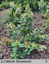 Hydrangea paniculata Confetti