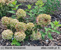 Hydrangea paniculata Pancetta