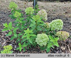 Hydrangea paniculata Pancetta