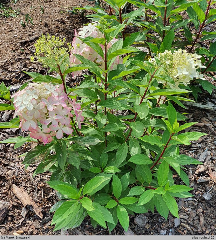 Hydrangea paniculata Panzola