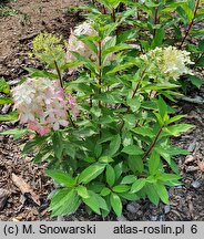 Hydrangea paniculata Panzola