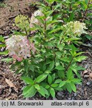 Hydrangea paniculata Panzola