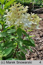 Hydrangea paniculata Panzola