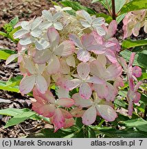 Hydrangea paniculata Panzola