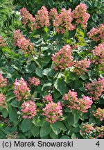 Hydrangea paniculata Mega Mindy