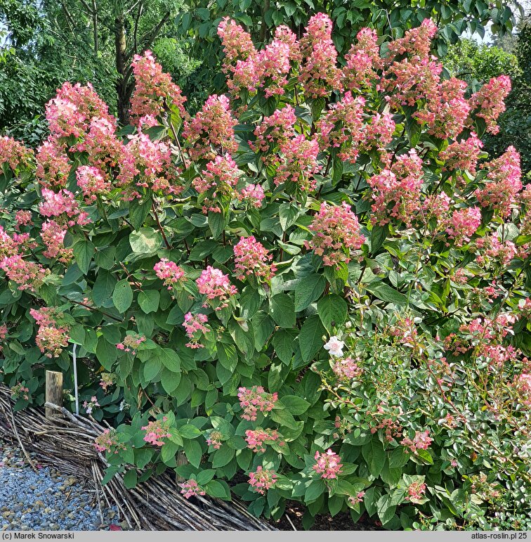 Hydrangea paniculata Mega Mindy