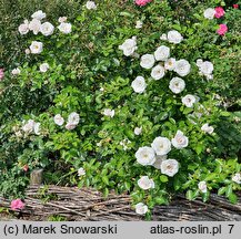 Rosa hort. Aspirin Rose