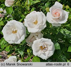 Rosa Aspirin Rose