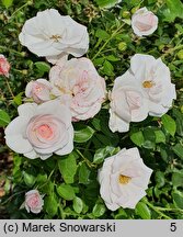 Rosa hort. Aspirin Rose
