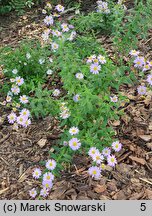 Aster mongolicus Antonia