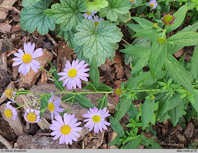 Aster mongolicus Antonia