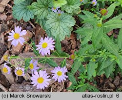 Aster mongolicus Antonia