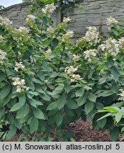 Hydrangea paniculata Last Post