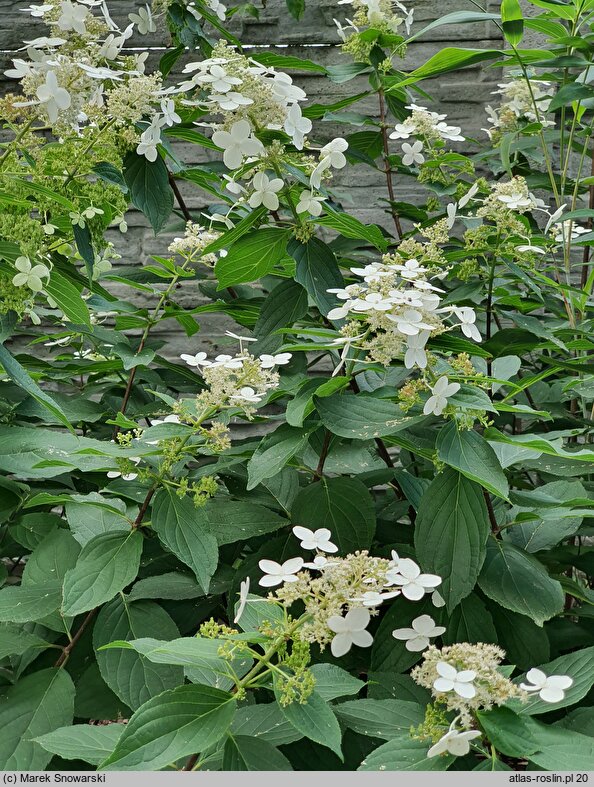 Hydrangea paniculata Last Post