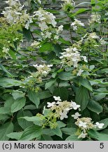 Hydrangea paniculata Last Post