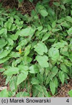 Epimedium Amber Queen