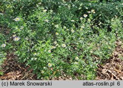 Aster mongolicus Mon Jardin