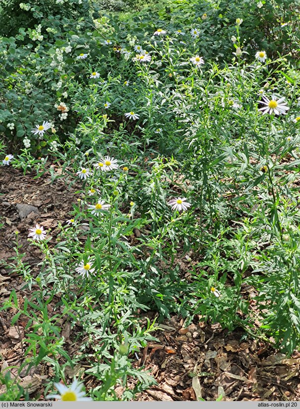 Aster mongolicus Mon Jardin