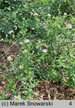 Aster mongolicus Mon Jardin