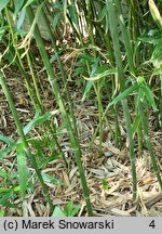 Phyllostachys bissetii (fylostachys Bisseta)