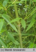 Phyllostachys bissetii (fylostachys Bisseta)