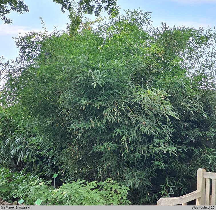 Phyllostachys bissetii (fylostachys Bisseta)