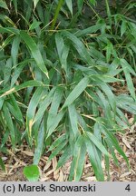 Phyllostachys bissetii (fylostachys Bisseta)