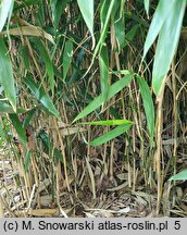 Phyllostachys mannii (fylostachys Manna)