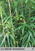 Phyllostachys mannii (fylostachys Manna)