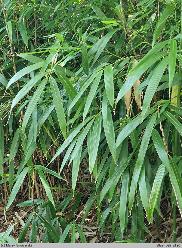 Phyllostachys mannii (fylostachys Manna)