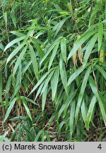 Phyllostachys mannii (fylostachys Manna)