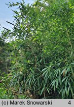 Phyllostachys mannii (fylostachys Manna)