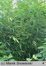 Fargesia robusta (fargezja olbrzymia)