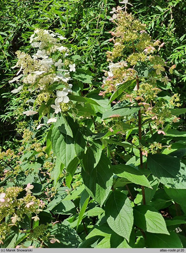 Hydrangea paniculata Everest