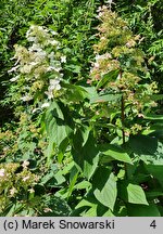 Hydrangea paniculata Everest