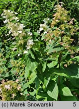 Hydrangea paniculata Everest