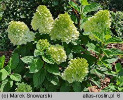 Hydrangea paniculata Panorama