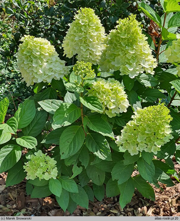 Hydrangea paniculata Panorama