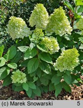 Hydrangea paniculata Panorama