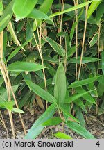 Indocalamus latifolius (indokalamus szerokolistny)