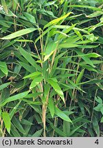 Indocalamus latifolius (indokalamus szerokolistny)