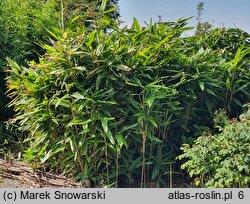 Indocalamus latifolius (indokalamus szerokolistny)