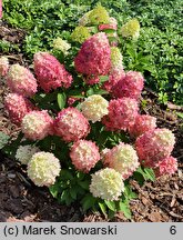 Hydrangea paniculata Pantheon