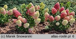 Hydrangea paniculata Pantheon